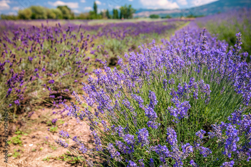 Close up view of blooming lavender flowers