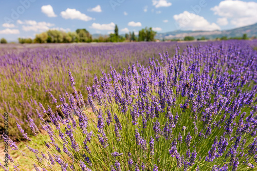 Panoramic view of blooming lavender flowers