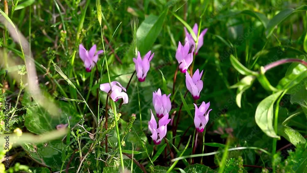 Small wild pink cyclamens in spring forest on wind Small wild pink cyclamens in spring forest on wind
