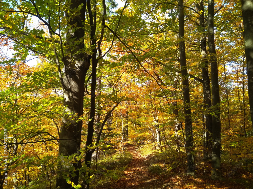 Fototapeta premium Beautiful Colorful Autumn forest with golden leaves
