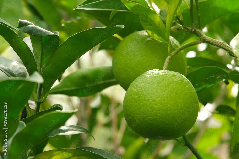 Ripe organic orange fruits of green color on the plant. High in antioxidants and vitamins.