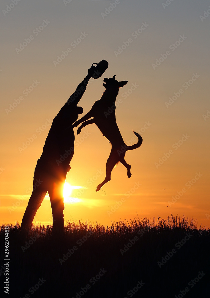 Dog jumping up on sunset background, Belgian Shepherd Malinois, dog and man silhouette, incredible sunset, Malinois playing with a man, man silhouette