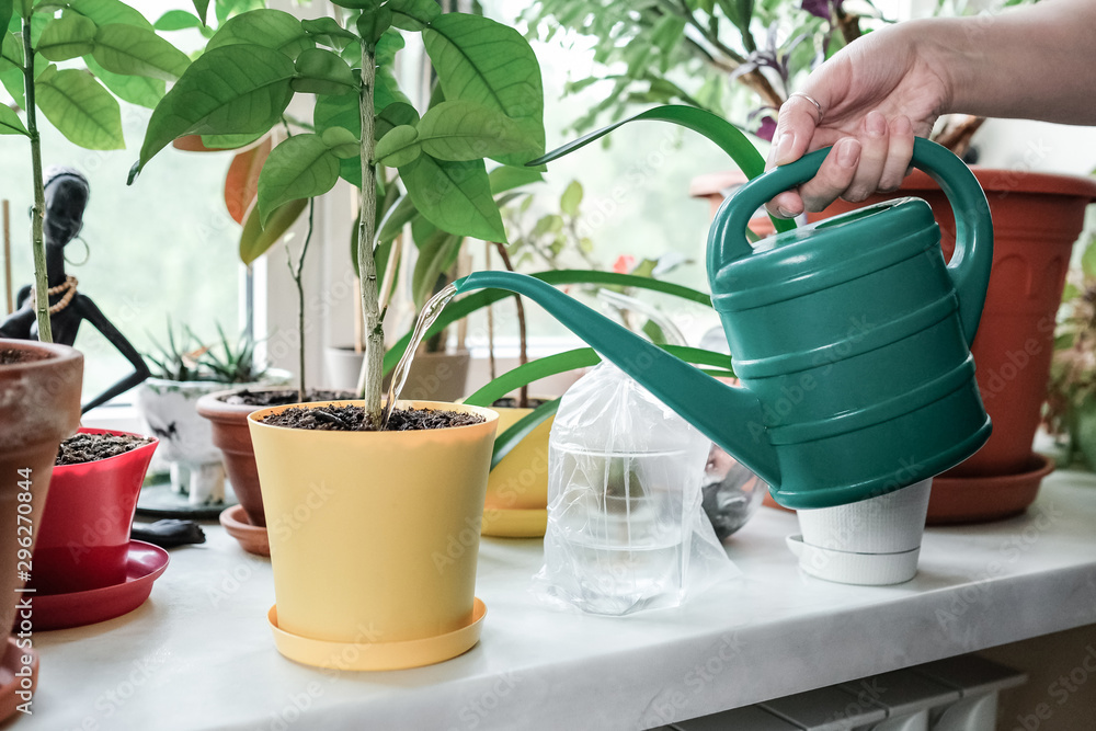 Watering a houseplant from a watering can - obrazy, fototapety, plakaty 