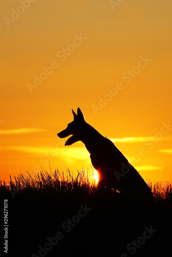 Dog sitting on sunset background, Belgian Shepherd Malinois, dog silhouette, incredible sunset