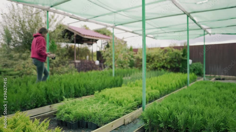 Plant shop. Woman florist carries thuja seedlings in her hands. Sale of ornamental shrubs for garden decoration