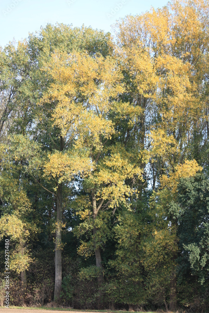 Fototapeta premium Herbstfarben im Wald