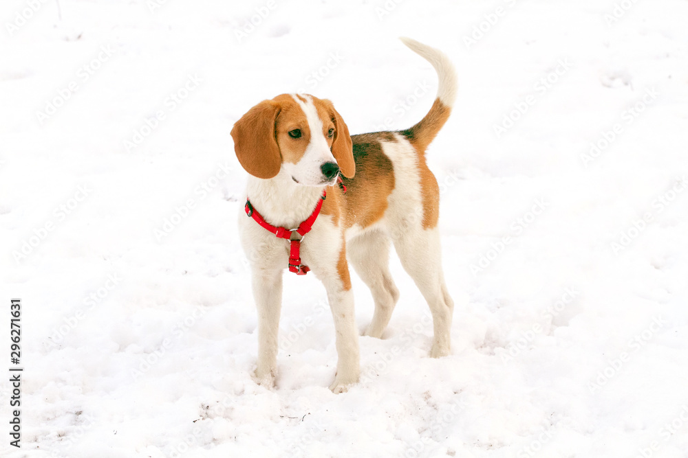 Happy hound dog are running outdoors in white snow Happy hound dog are running outdoors in white snow