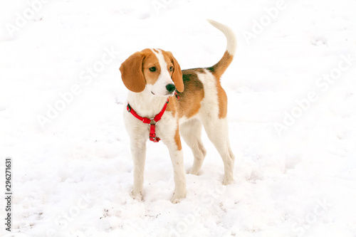 Fototapeta Naklejka Na Ścianę i Meble -  Happy hound dog are running outdoors in white snow