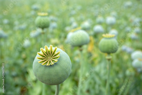 Poppy field. opium, poppy capsule. Agriculture of poppy plant. pharmaceutical industrial plant. main ingredient of morphine