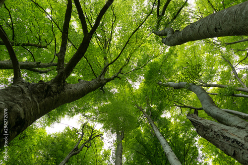 Hayedo (bosque) en primavera