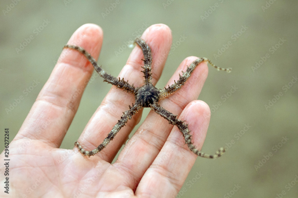 Scary starfish in the hand