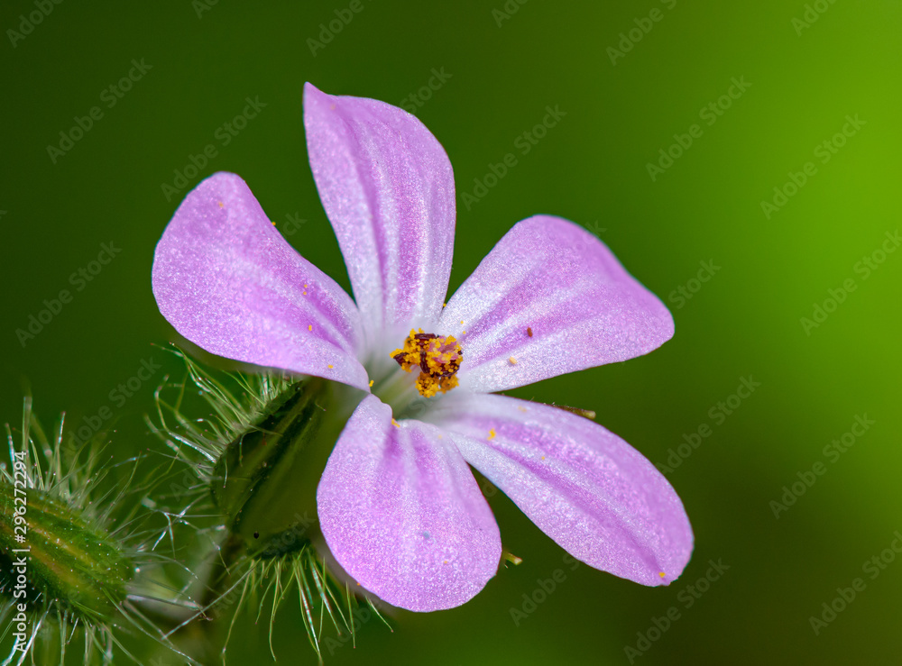 Fototapeta premium detail of small pink flower