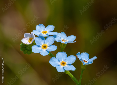 forget-me-not flower closeup