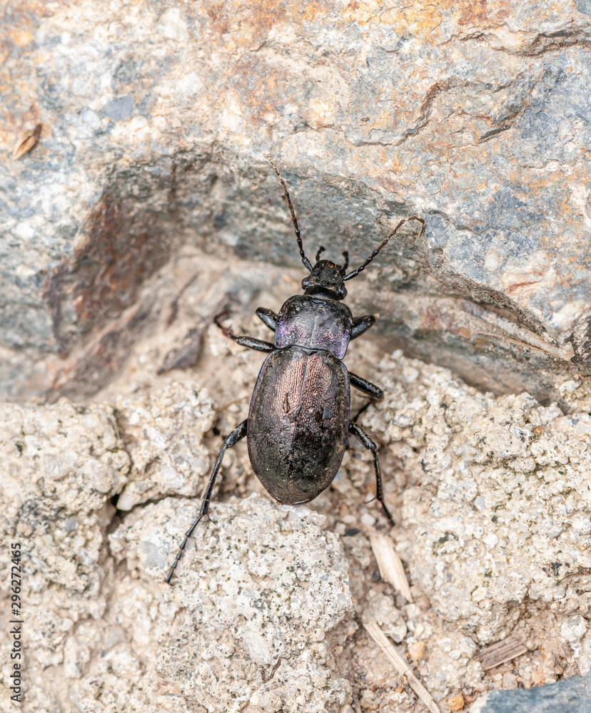 big black beetle on rock big black beetle on rock