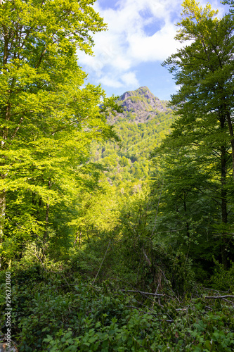 Hayedo  bosque  en primavera