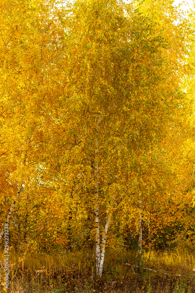 Fototapeta premium Birch in yellow colors in the fall