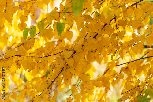 Yellow leaves on a tree in the fall