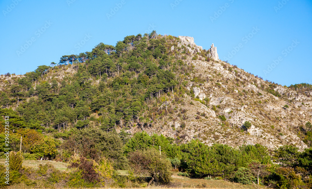 Trees in nature on a beautiful and sunny day.Landscape