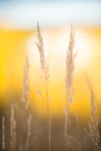Close-up photo of hay on a bright yellow blurry background.