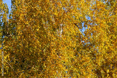 Yellow leaves on a tree in the fall
