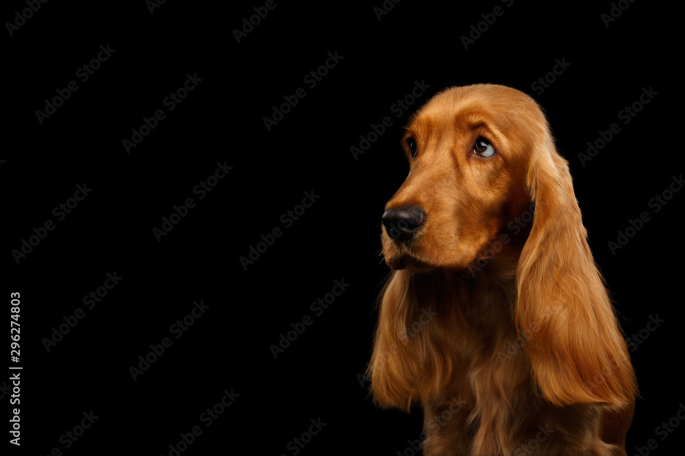 Sad Portrait of Red English Cocker Spaniel Dog looking at side on isolated black background