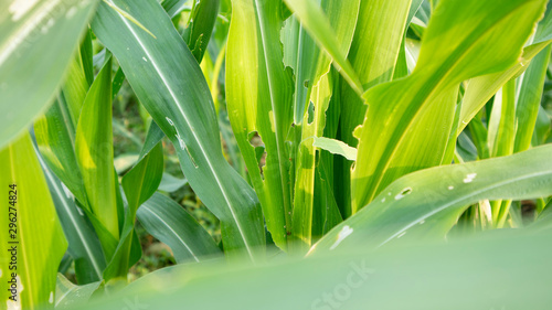 Corn plants are attacked by pests