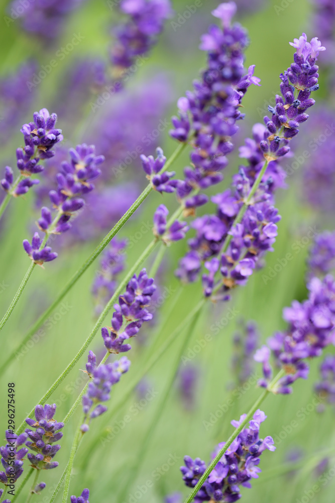 Obraz premium Lavendel