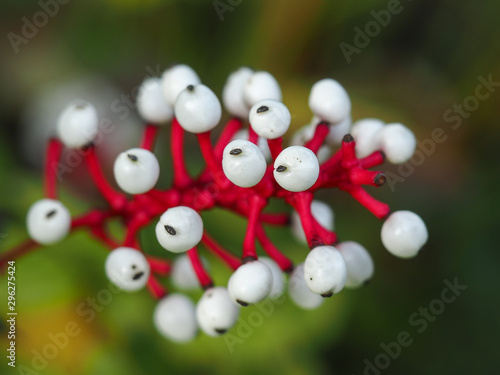 White berries and red stalks of white baneberry (Actaea pachypoda) photo