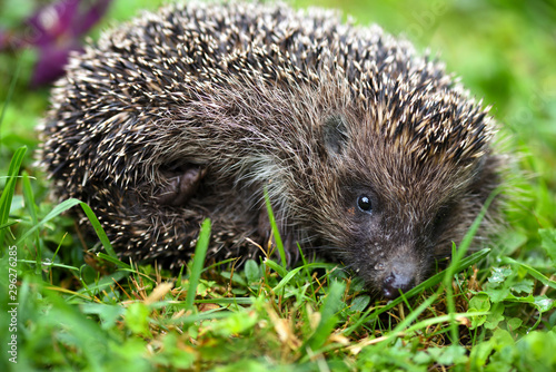 Hedgehog (Erinaceus europaeus). Cute hedgehog face with beady eyes
