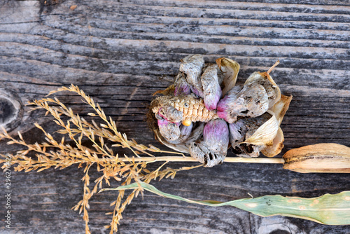 Corn smut (Ustilago zeae Unger). Ustilago maydis disease on corn cob photo