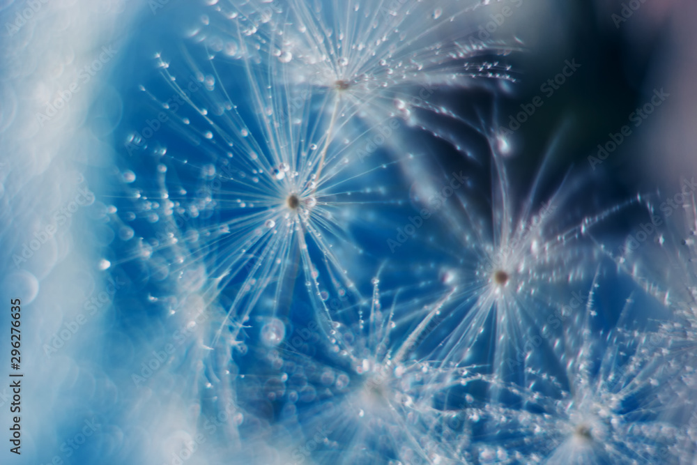 Naklejka premium Dandelion in a macro lens