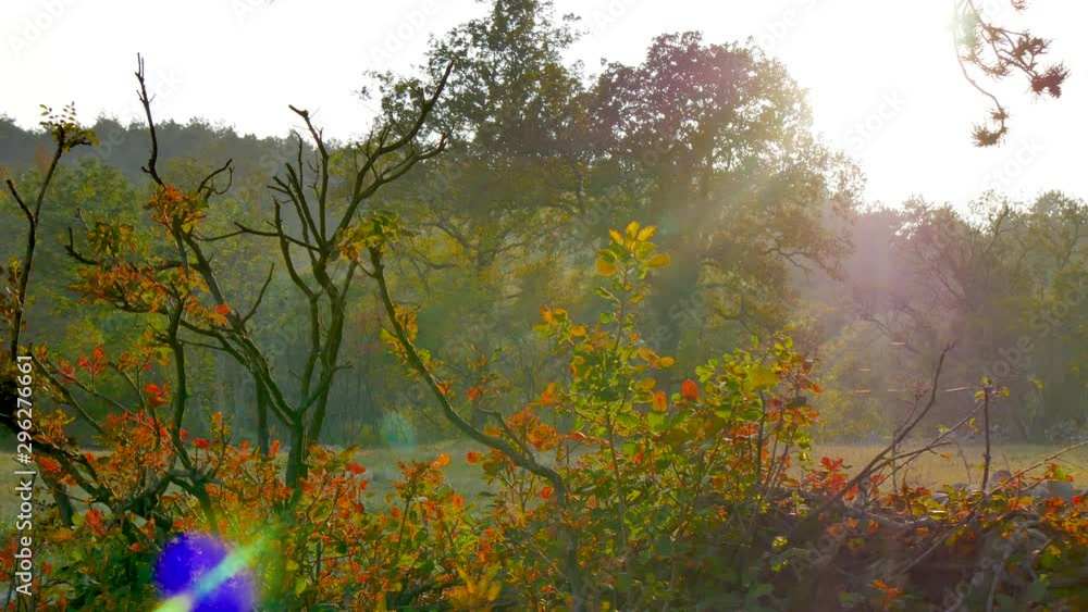 colorful bushes and handmade stone wall in a atmospheric autumn nature shot colorful bushes and handmade stone wall in a atmospheric autumn nature shot