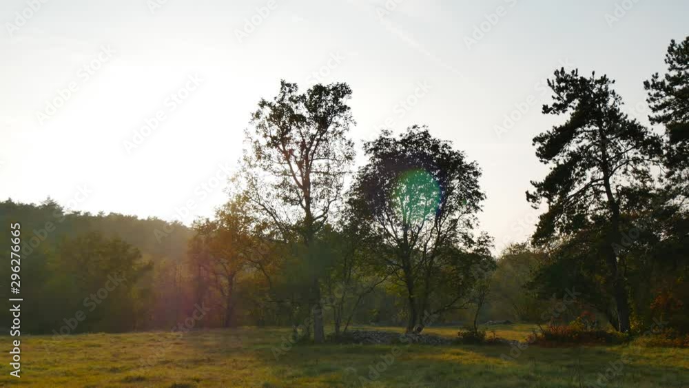 handmade stonewall and bunch of trees at the end of the large grass field in late afternoon in autumn handmade stonewall and bunch of trees at the end of the large grass field in late afternoon in autumn