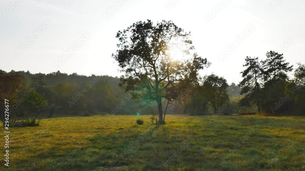 isolated oak tree in the middle of a large grass field in late autumn afternoon slow camera move isolated oak tree in the middle of a large grass field in late autumn afternoon slow camera move
