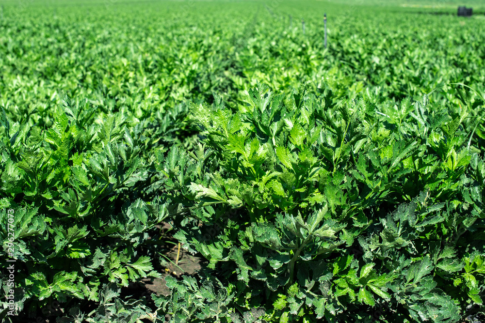 Growing Celery On Plantation. Celery plants in rows. Growing Celery On Plantation. Celery plants in rows.