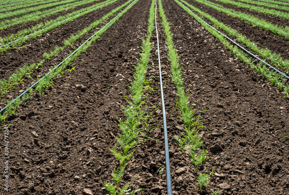 Fennel plantation. Growing fennel Fennel plantation. Growing fennel