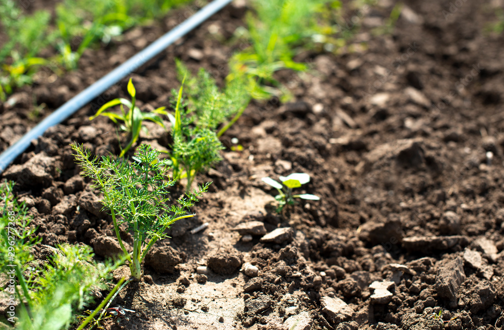 Fennel plantation. Growing fennel Fennel plantation. Growing fennel