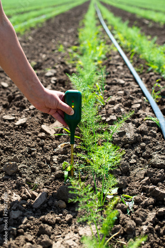 Fennel plantation. Measure soil contents with digital device