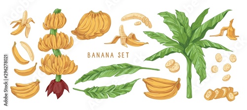 Banana hand drawn vector illustrations set. Banana tree leaves, bunches and peels. Delicious tropical fruit drawings pack. Ripe healthy fruit, natural exotic dessert isolated cliparts collection.