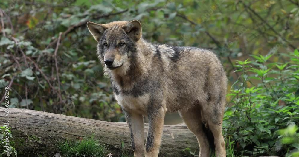 Young gray wolf in the forest Young gray wolf in the forest