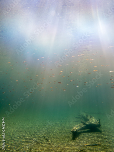 Underwater view of small perch schooling with sunrays