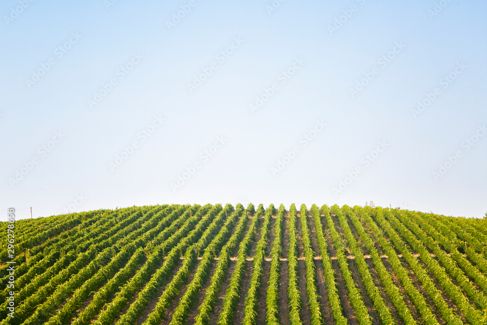 Vineyard against the blue sky, top view