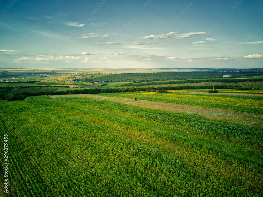 Aerial view of the green and yellow rice field, grew in different pattern at sunset. Aerial view of the green and yellow rice field, grew in different pattern at sunset.
