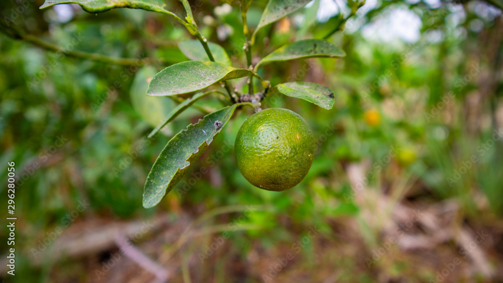 Citrus aurantiifolia, a plant that is spread in Southeast Asia