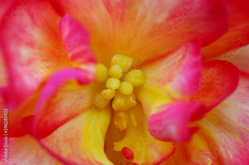 rot, gelbe Herbstblume