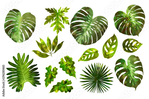 Leaves of tropical plants in green watercolor on a white background. Monstera, fan palm, monkey monstera, mango.