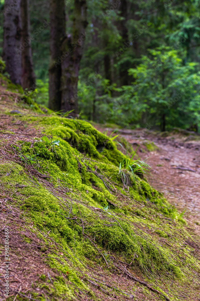 Forest mountain trail passes through a spruce forest, twined with tree roots. Designation of a tourist route. Beautiful summer landscape. Forest mountain trail passes through a spruce forest, twined with tree roots. Designation of a tourist route. Beautiful summer landscape.