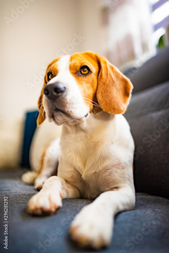 Beagle dog tired lzing down on a cozy couch. Adorable canine background