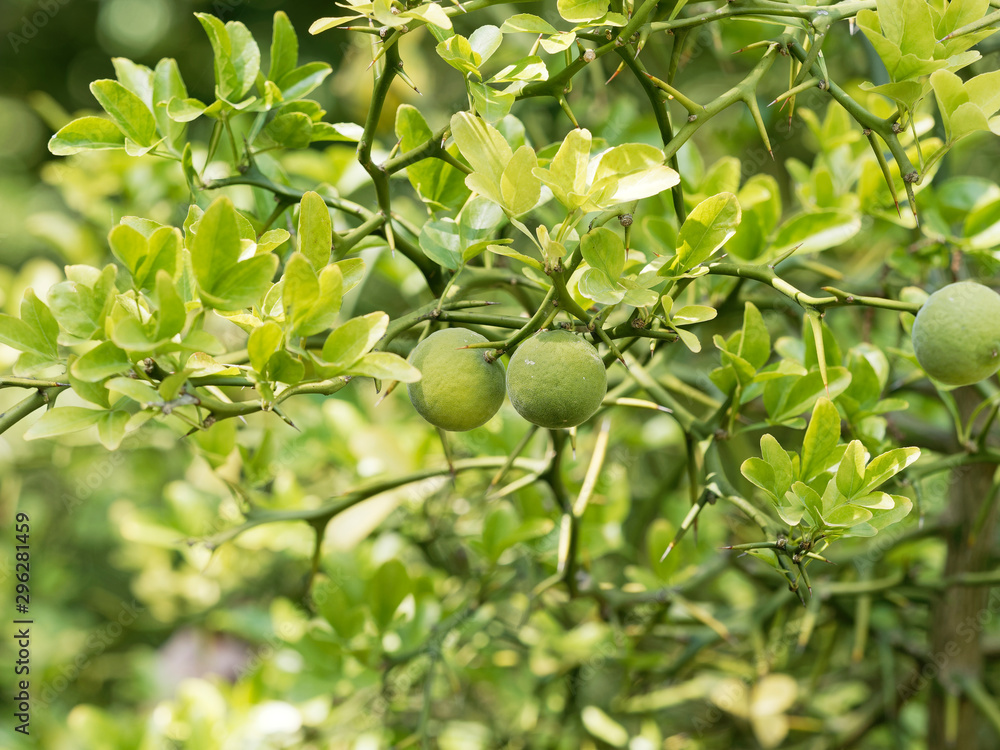 Poncirus trifoliata or Citrus trifoliata | The fruiting tree trifoliate orange with leaves and large thorns, green fruits, yellow in autumn with a texture of small orange