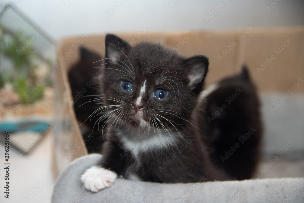 Little black kitten in a box. Pets.